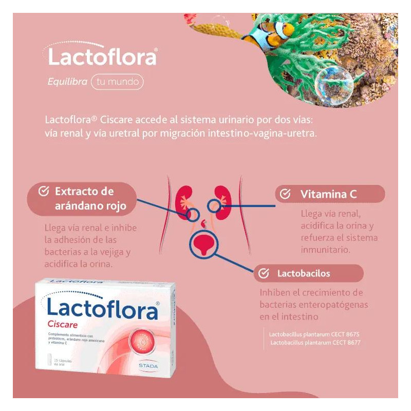 Lactoflora Ciscare Probiótico Arándano Rojo Bienestar Urinario 15 Cápsulas